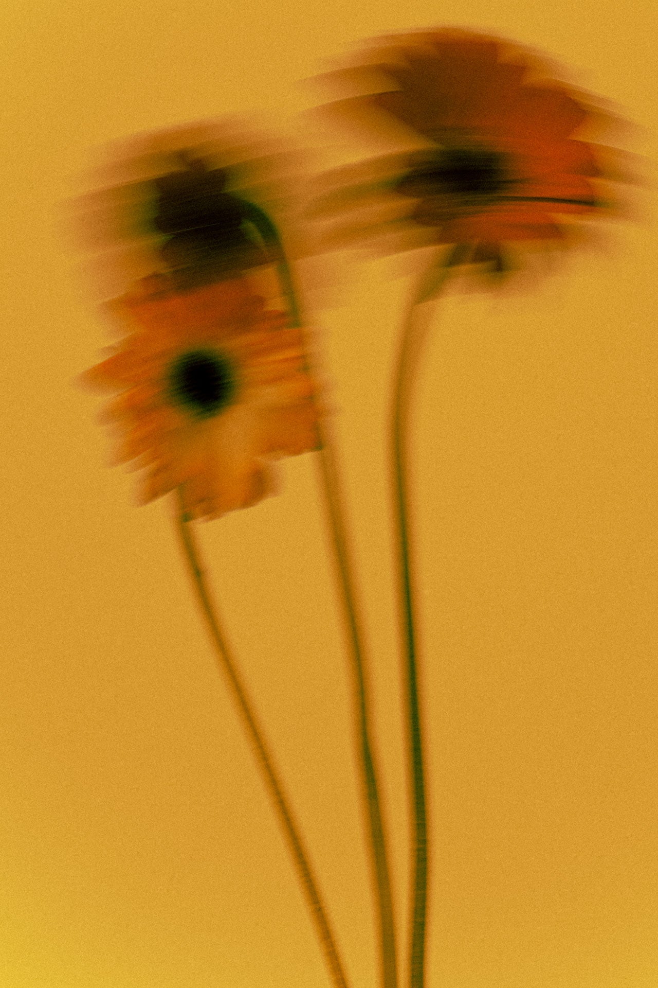 Crème Visage Équilibrante 50ml 